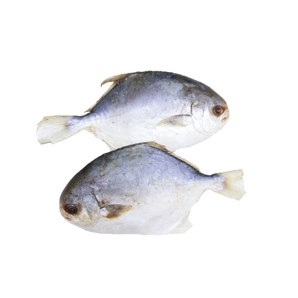 F D Large Whole Golden Pompano Fish