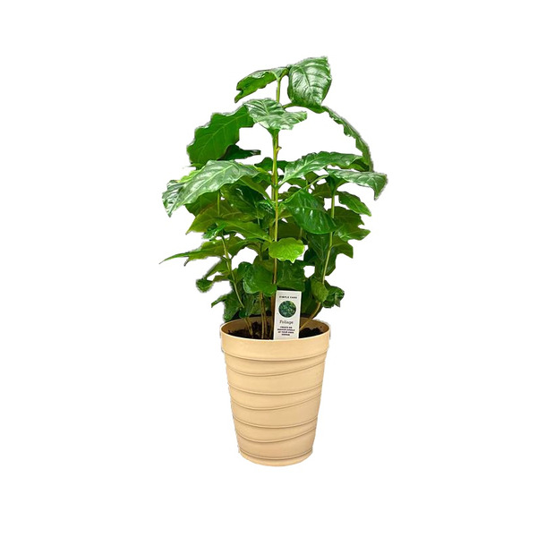Loop Nurseries Loop's Nursery Assorted Foliage Same-Day Delivery or Pickup | Publix