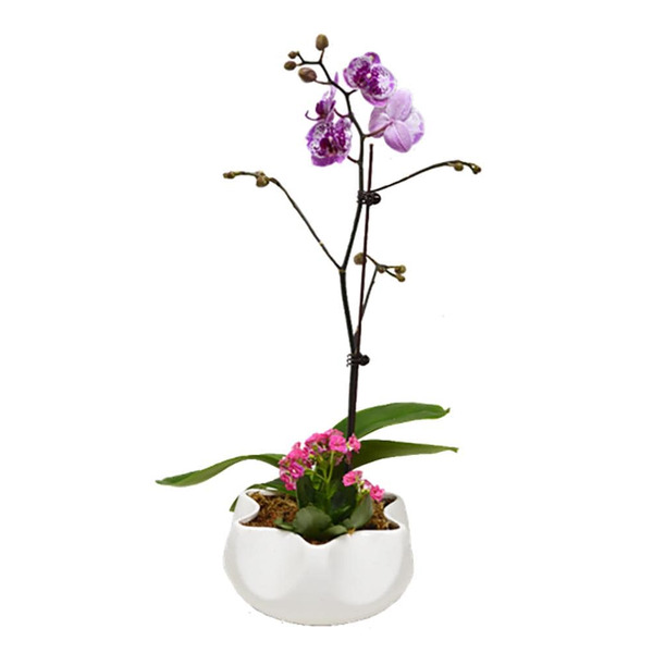 Better-Gro Phalaenopsis House plant in 1.4 Quart(s) Pot 1.0 -Pack