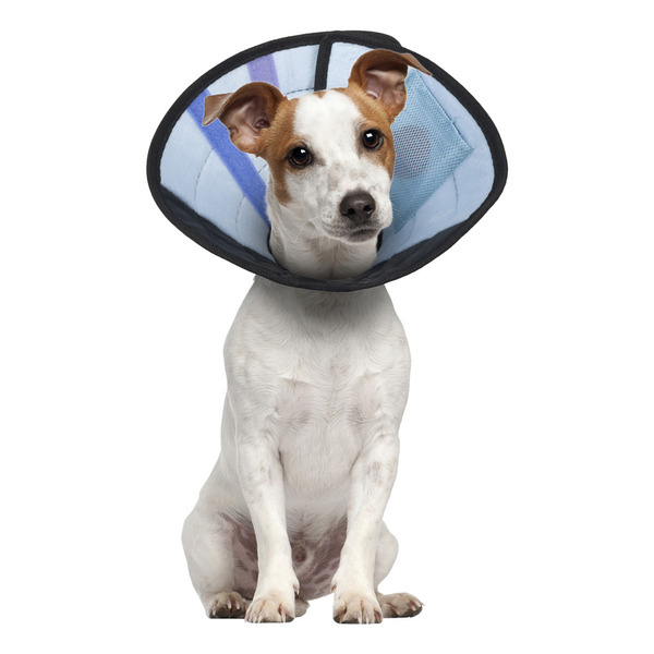Calm Paws Caring Collar for Dog
