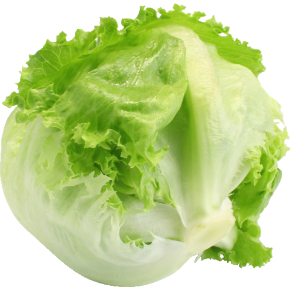 Iceberg Lettuce