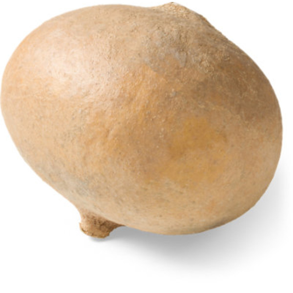 Jicama