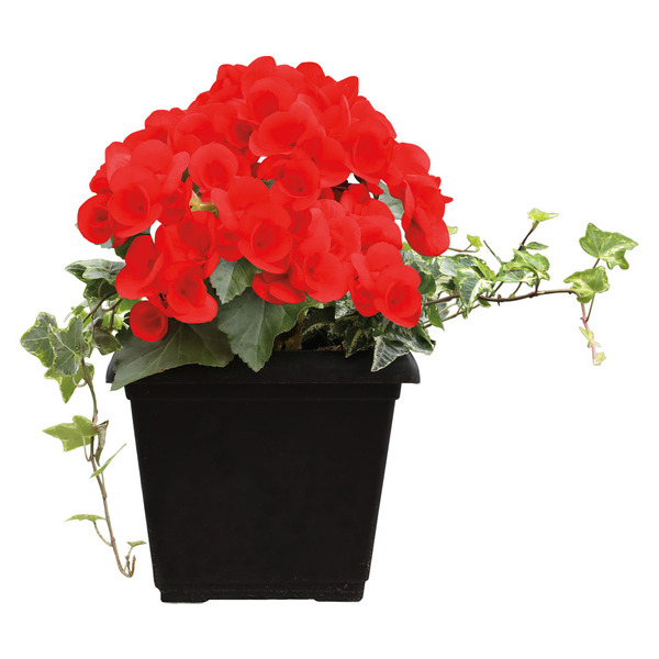 best indoor plants for air purification Buy Best 6 Air Purifying Indoor Plants Pack online from Nurserylive at  lowest price