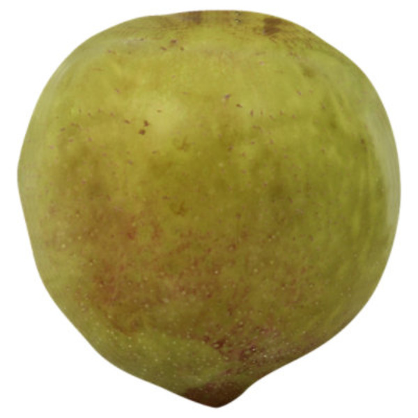 Green Plumcots
