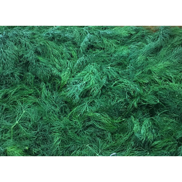 Crate Dill, 24ct, 8 lbs