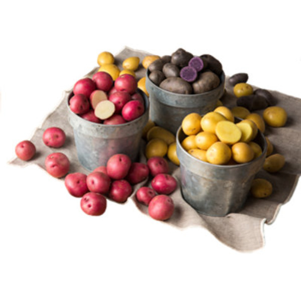 Red & Yellow/Purple Medley Small Potatoes
