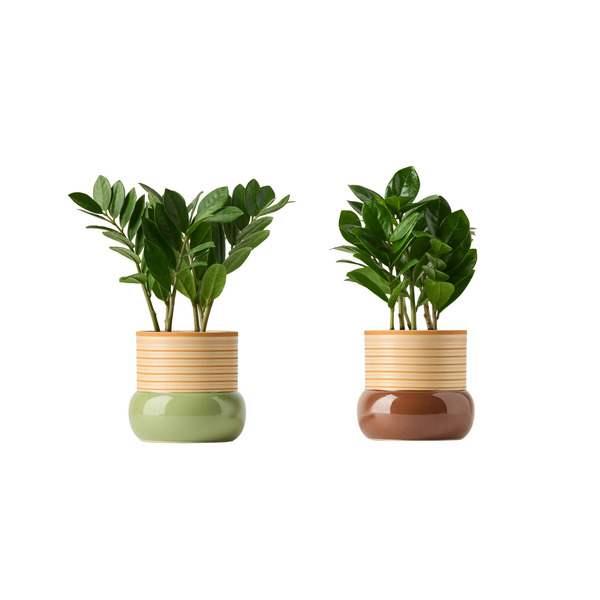 Live Trends Verge Ceramic Pot - Zenzi House Plant