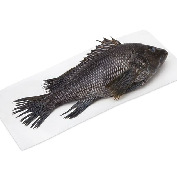 Whole Black Sea Bass Fresh, Never Frozen, Wild Harvested Same-Day