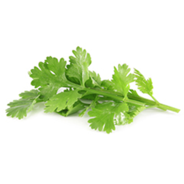 Flat Leaved Italian Parsley