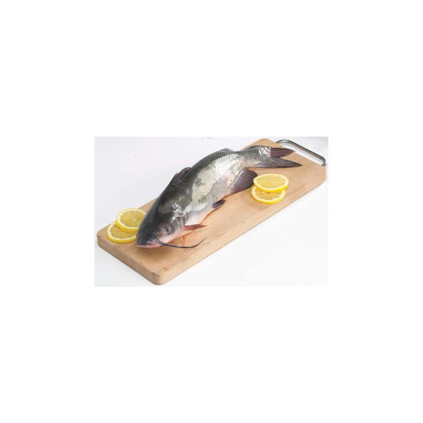 Fresh Whole Catfish