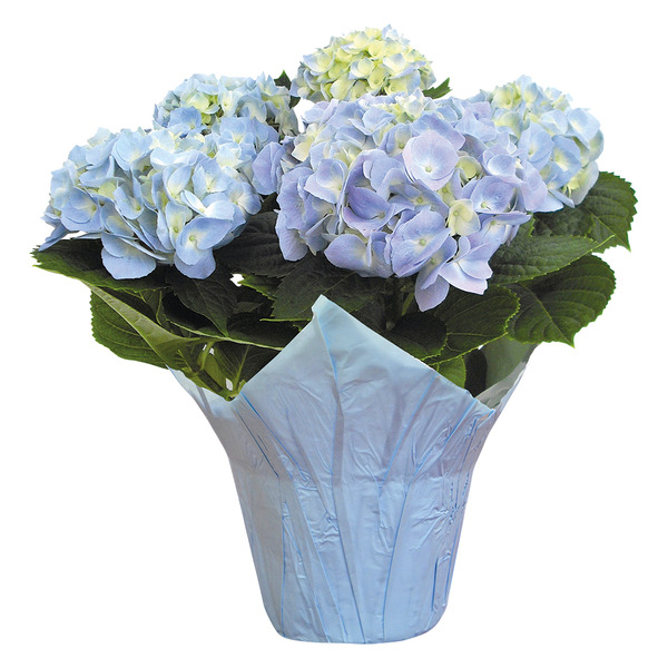 ALDI 6 Inch Hydrangea Same-Day Delivery or Pickup | Instacart