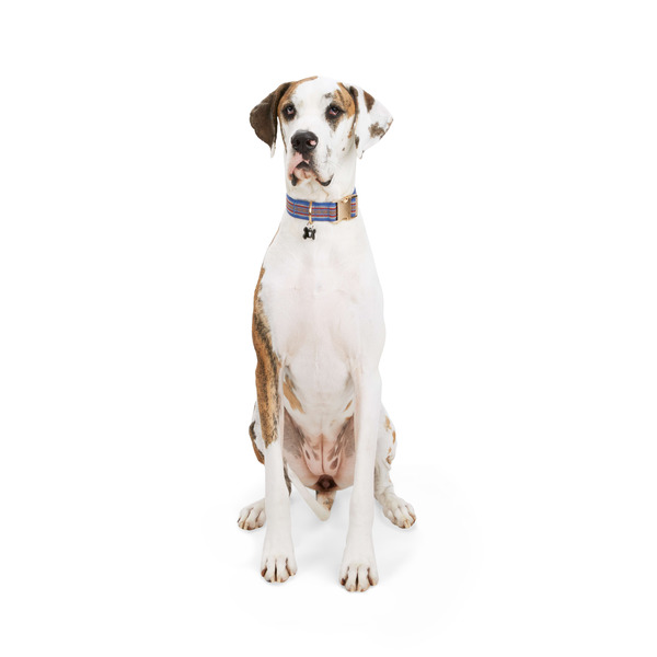 Youly Stitched Big Dog Collar - Blue - XL/XXL