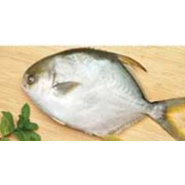 Golden Pompano, 600-800g each - 10 lbs