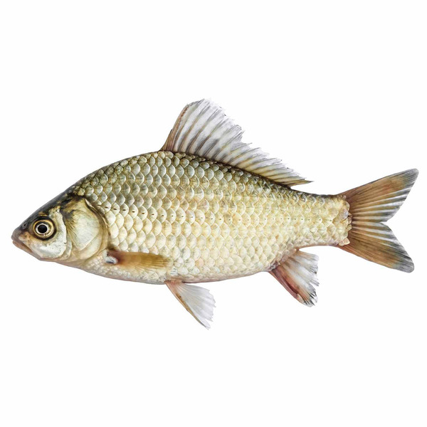 Fresh White Perch