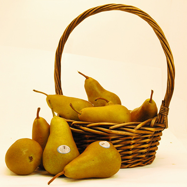 Bosc Pear