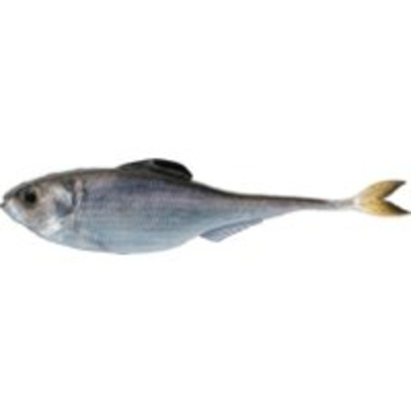 Michael David Winery Fiction Shad Unrigged Plastic Swim Bait