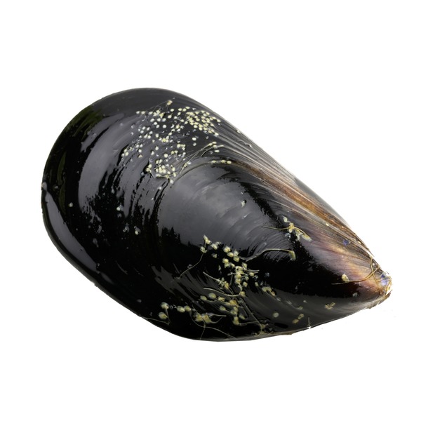 Live PEI Mussels (per lb) Instacart