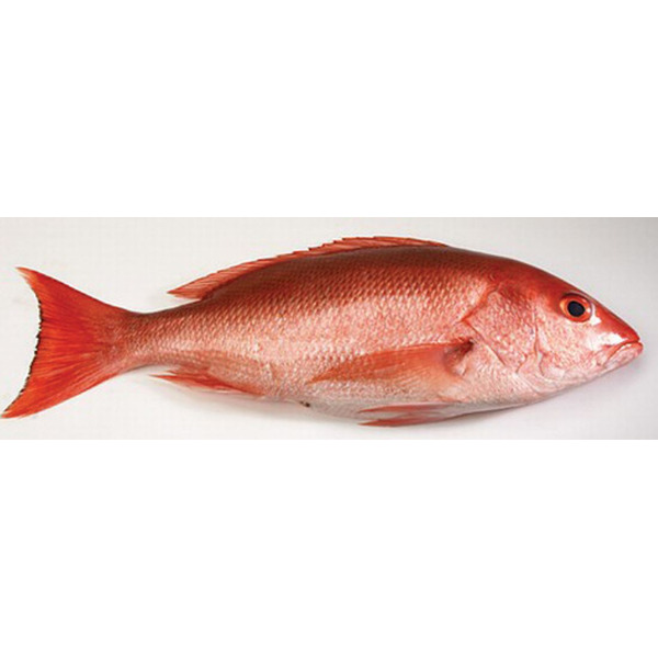 Red Snapper - 1-2 lbs each, wild caught, American