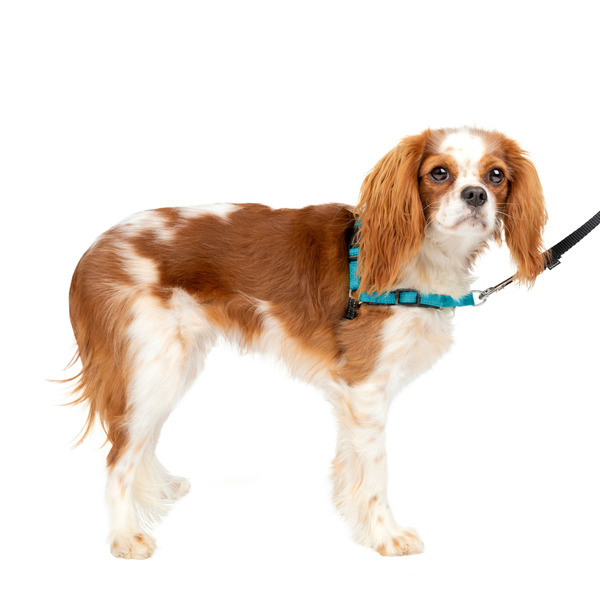 PetSafe Deluxe Easy Walk No Pull Harness, Small, Ocean