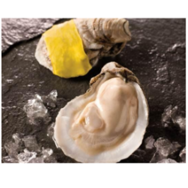 Fresh Shucked Oysters - 16 oz