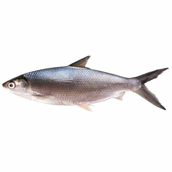 Milk Fish