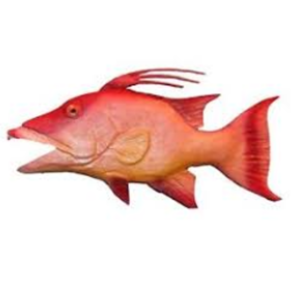 Hogfish Snapper