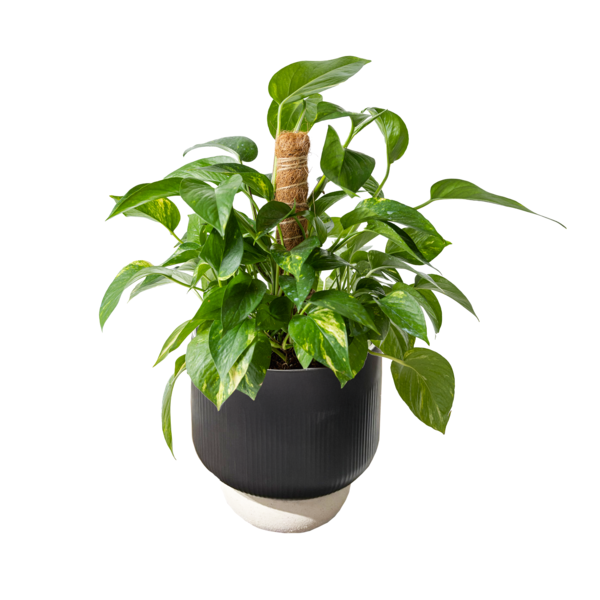 Live Trends Earnest Totem Ceramic Pot - Assorted Greenhouse Picks