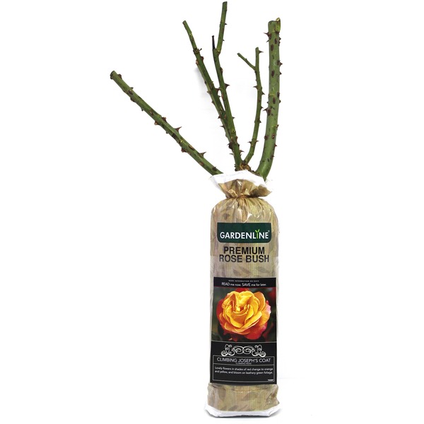 Gardenline Premium Rose Bush-Joseph's Coat Same-Day Delivery or Pickup ...