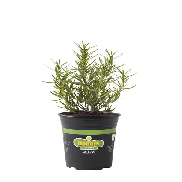 Bonnie Plants 2.32 Qt. Rosemary Herb Plant