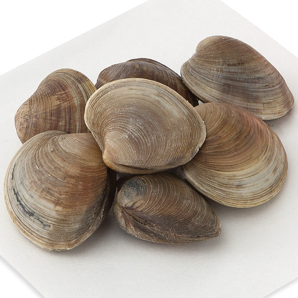 Live Farm Raised Littleneck Clams