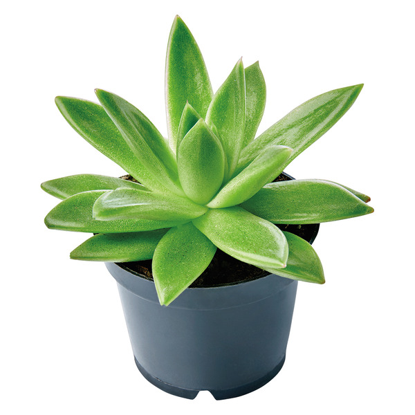 Mini Succulent - Assorted Varieties Same-Day Delivery or Pickup | ALDI