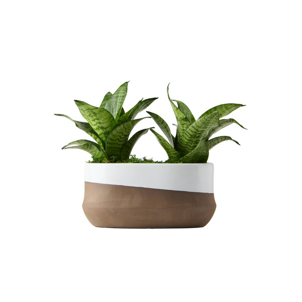 Live Trends Earthen Edge Garden Ceramic Planter - Assorted Greenhouse Picks