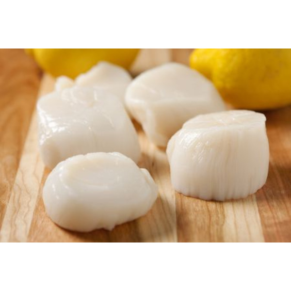 Fresh Scallop Pieces, wild caught - 8 lbs