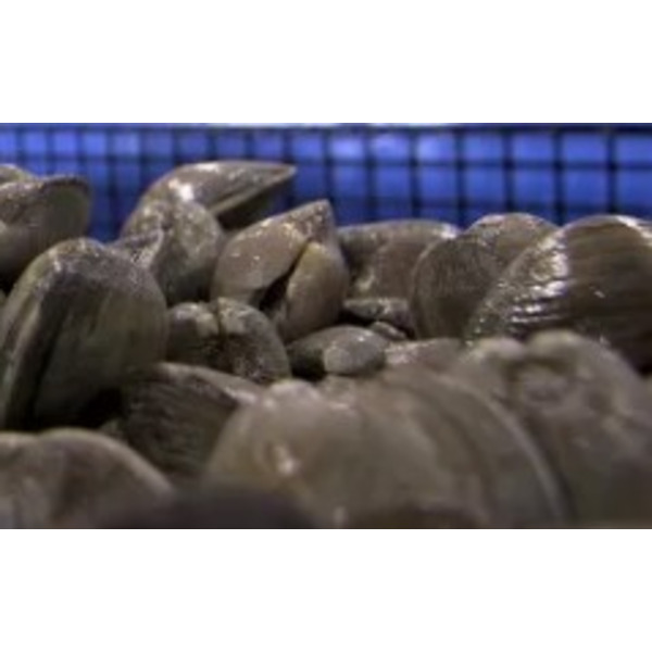 Middleneck Clams, 25 Ct