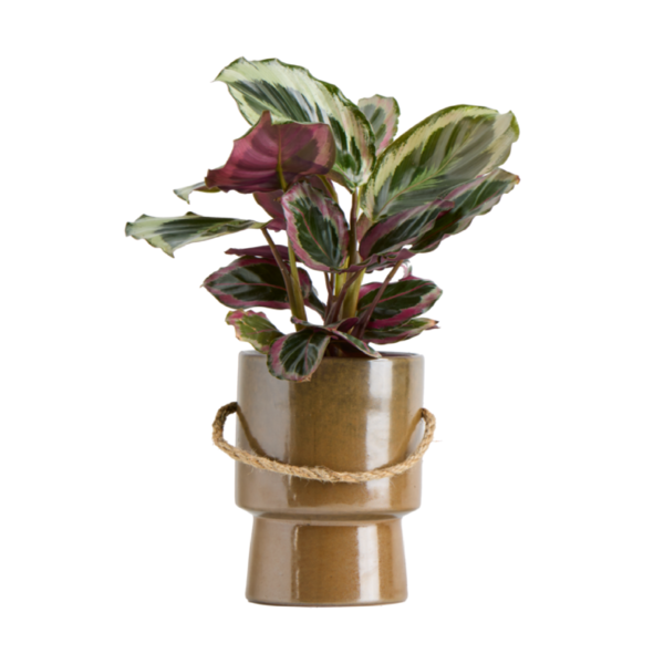 Live Trends Angkor Ceramic Pot Self-Watering Pot - Assorted Greenhouse Picks