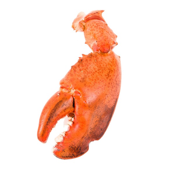 Frozen Cooked Lobster Claw & Arm