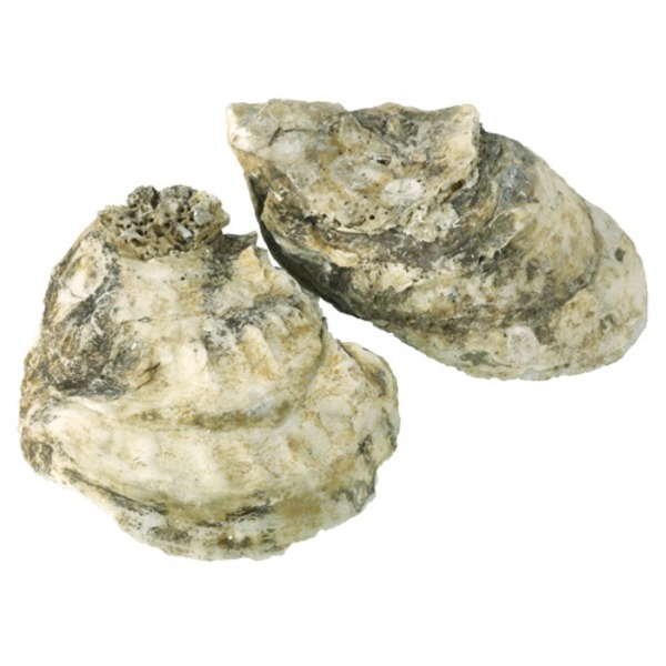Wegmans Barrier Island Oysters In The Shell (each) Instacart