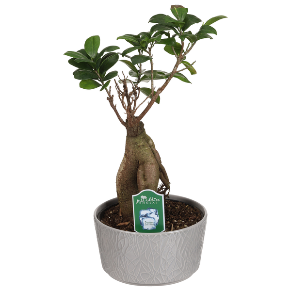 bonsai seed Bonsai Starter Kit