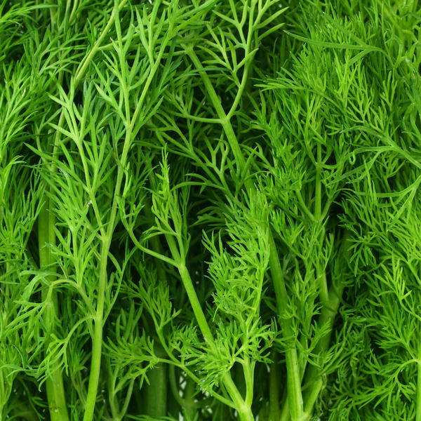 Bonnie Plants 1 oz Dill Plant 1 -Pack