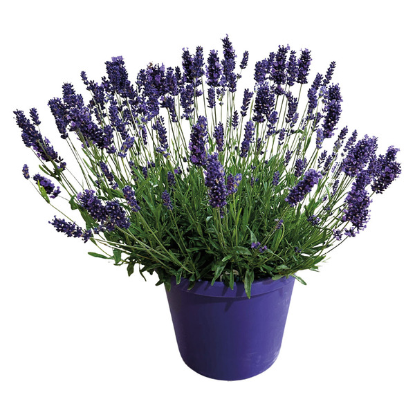 Lavender Plant Same-Day Delivery or Pickup | ALDI