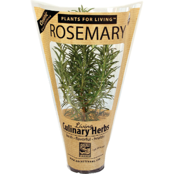 Rocket Farms Organic Potted Rosemary Same-Day Delivery or Pickup