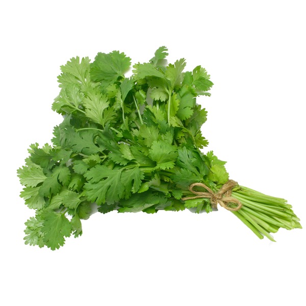 Cilantro