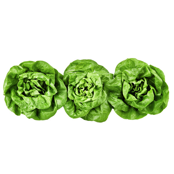 Butterhead (Boston, Butter, Bibb) Lettuce