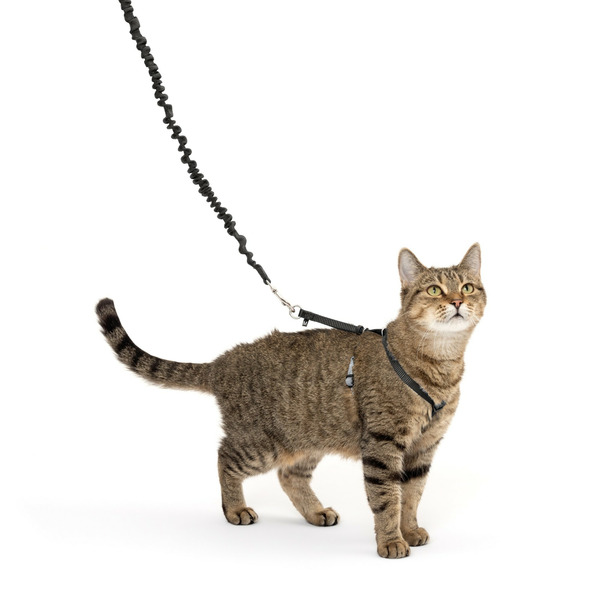 PetSafe Come With Me Kitty Harness and Bungee Leash, Small, Black