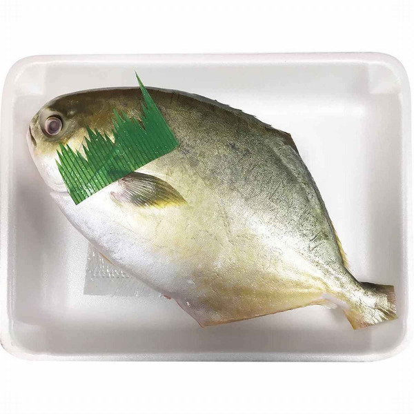 Golden Pompano