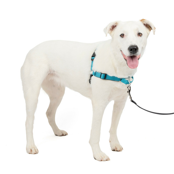 PetSafe Deluxe Easy Walk No Pull Harness, Medium/Large, Ocean