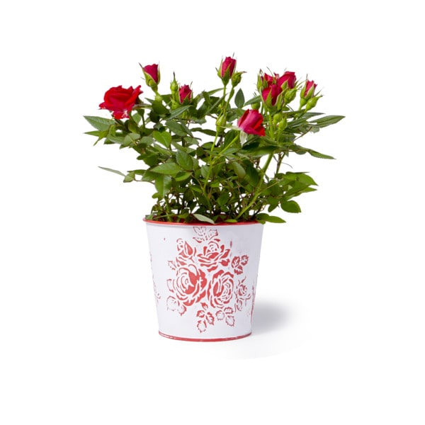 Nurserymen's Exchange Mini Rose 4 Inch Same-Day Delivery or Pickup | Publix
