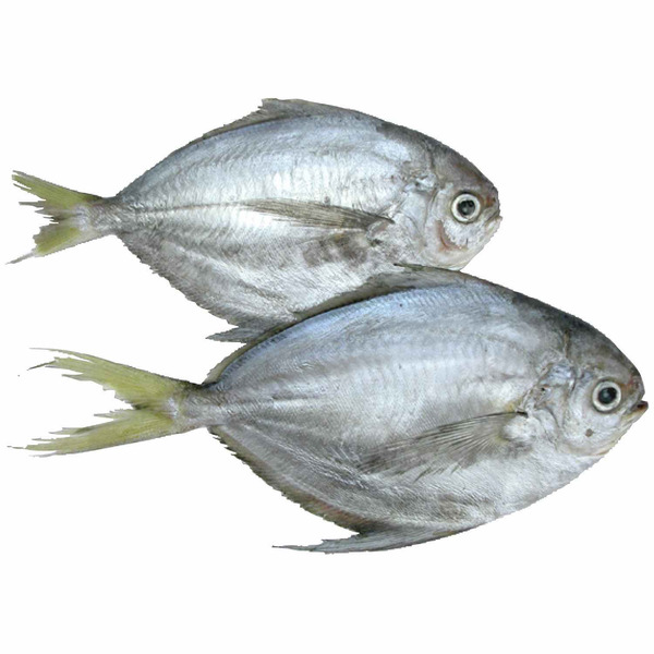 Butter Fish
