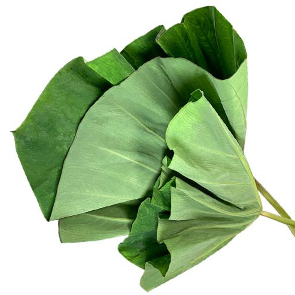 Taro Leaf