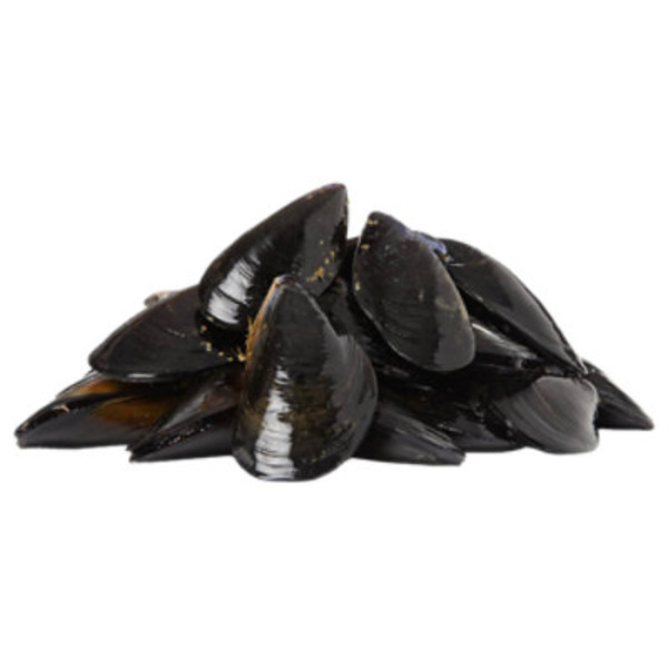 Live Farmed Black Pacific Mussels